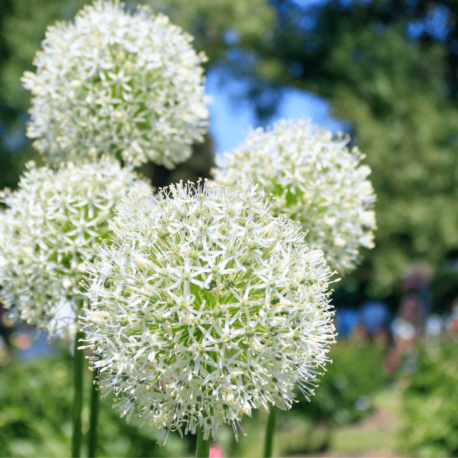 How to care for Alliums? - The ultimate caring guide for Alliums - dutchflowerbulbs.com