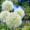 How to care for Alliums? - The ultimate caring guide for Alliums