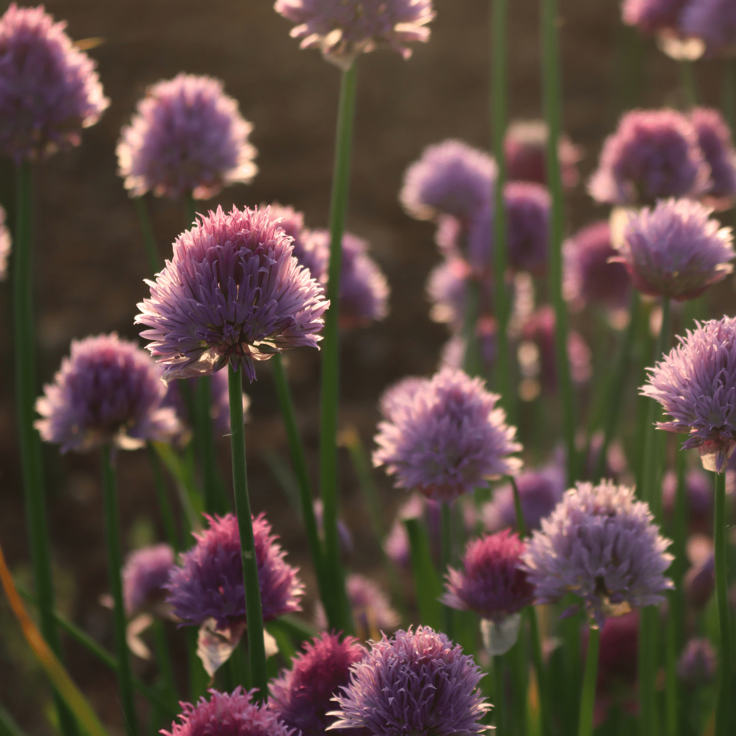 How to grow Alliums? - The ultimate growing guide for Alliums - dutchflowerbulbs.com