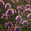 How to grow Alliums? - The ultimate growing guide for Alliums