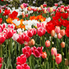 Combination of beautiful mixed Tulips with pink, red, and white colors