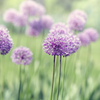 The ultimate guide to planting, growing, and caring for your Alliums!