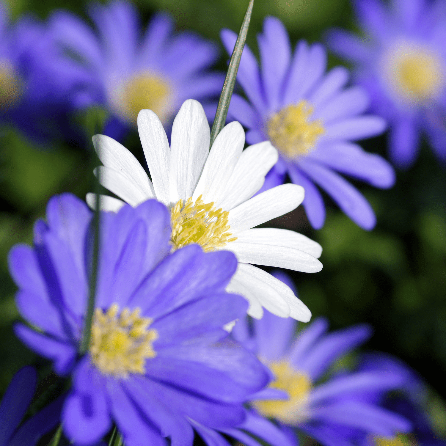 How to plant Anemones? - The ultimate planting guide for Anemones - dutchflowerbulbs.com
