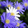 How to plant Anemones? - The ultimate planting guide for Anemones - dutchflowerbulbs.com