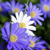 How to plant Anemones? - The ultimate planting guide for Anemones