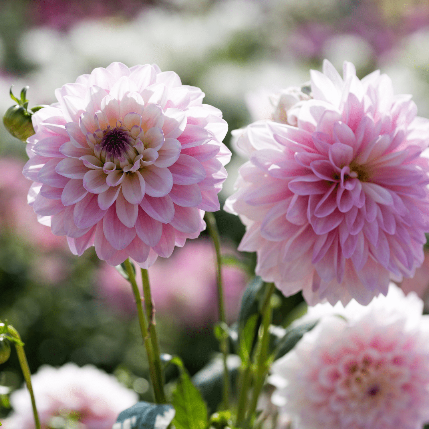 How to plant Dahlias? - The ultimate planting guide for Dahlias - dutchflowerbulbs.com