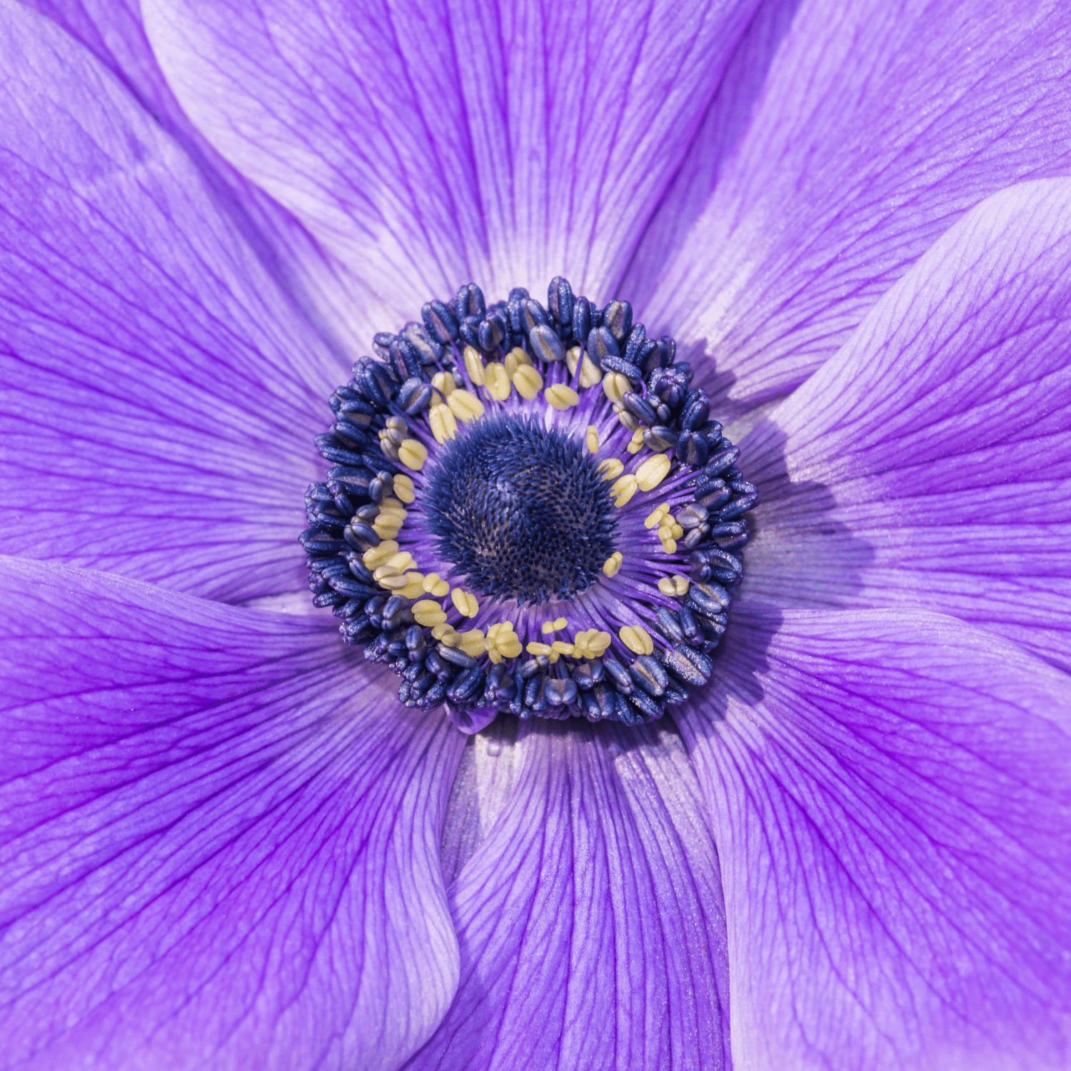 How to grow Anemones? - The ultimate growing guide for Anemones - dutchflowerbulbs.com