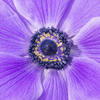 How to grow Anemones? - The ultimate growing guide for Anemones - dutchflowerbulbs.com