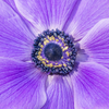 How to grow Anemones? - The ultimate growing guide for Anemones
