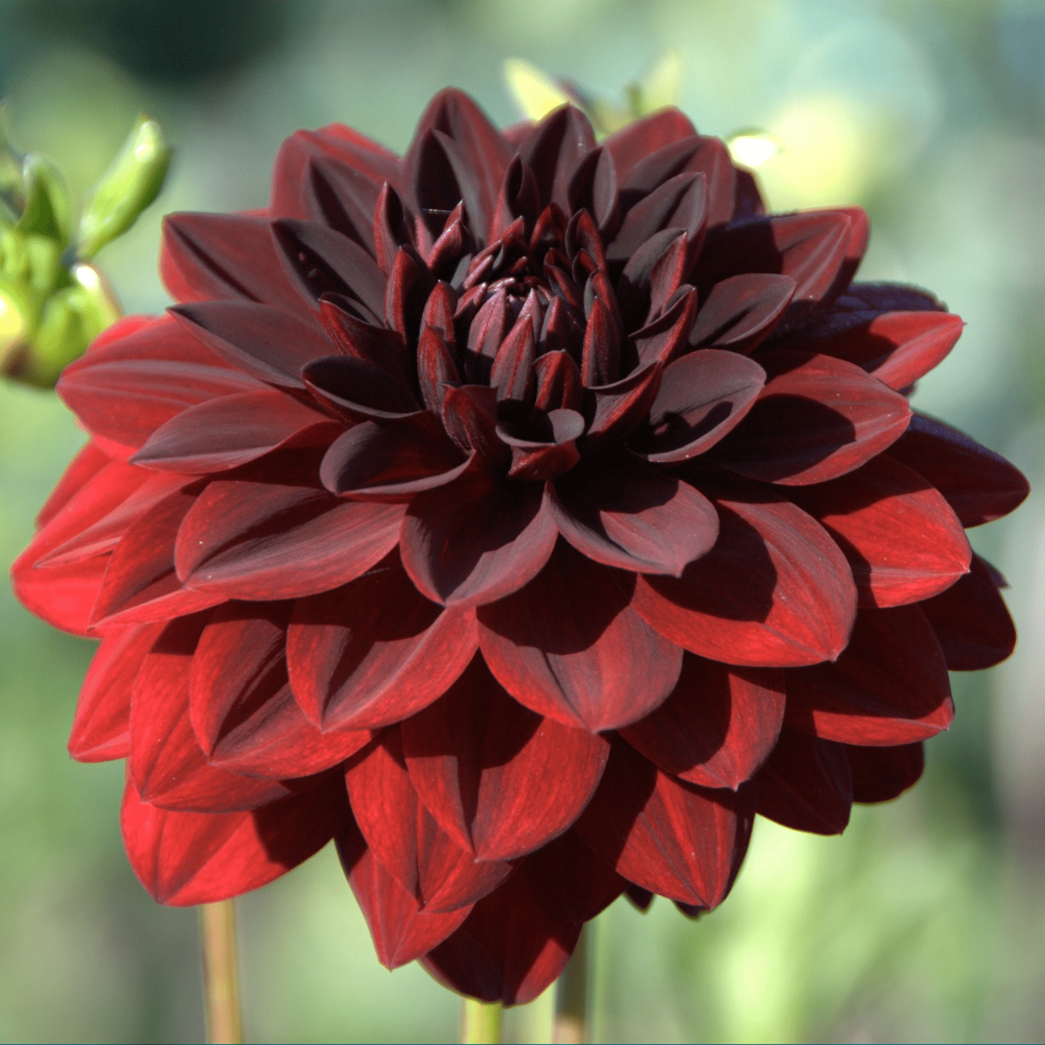 How to care for Dahlias? - The ultimate caring guide for Dahlias - dutchflowerbulbs.com