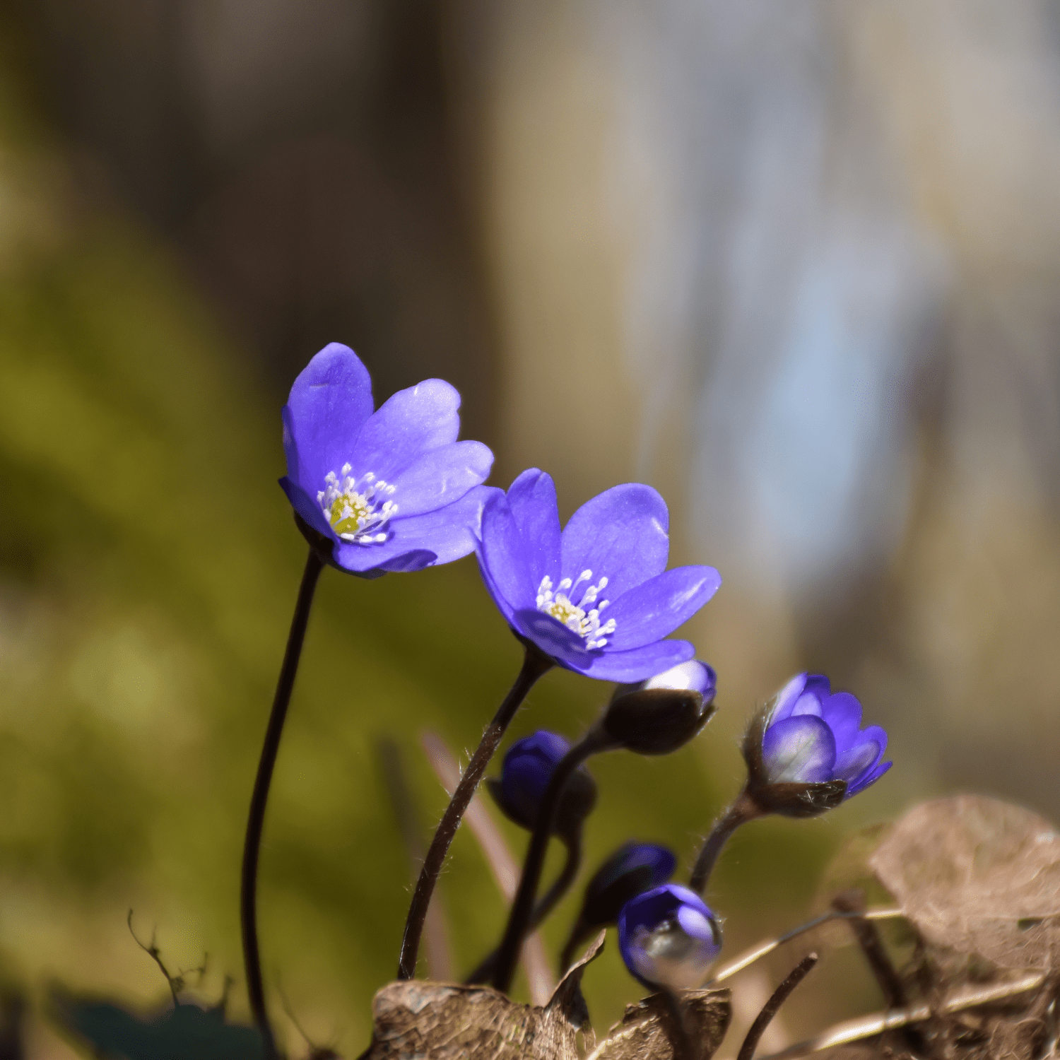 The ultimate guide to planting, growing, and caring for your Anemones! - dutchflowerbulbs.com