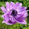 How to care for Anemones? - The ultimate caring guide for Anemones