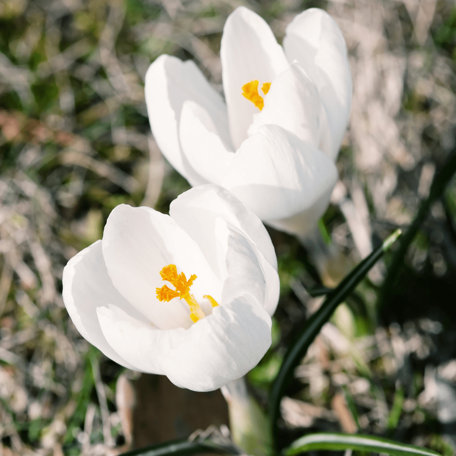 How to plant Crocus? - The ultimate planting guide for Crocuses - dutchflowerbulbs.com