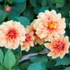 The ultimate guide to planting, growing, and caring for your Dahlias! - dutchflowerbulbs.com