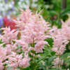 Astilbe planting instructions