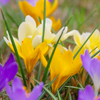 How to grow Crocus? - The ultimate growing guide for Crocuses