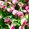 Calla Lily planting instructions