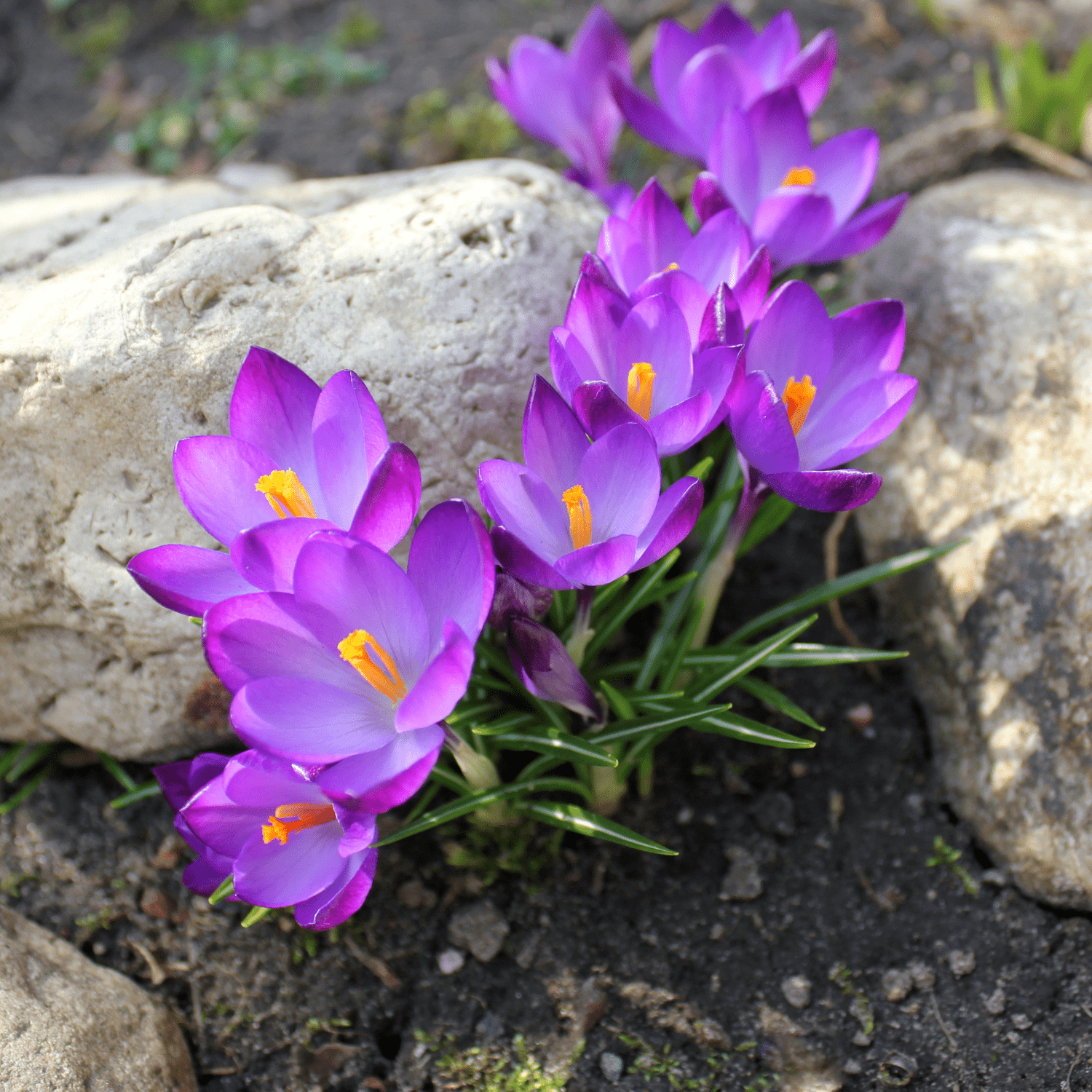 How to care for Crocuses? - The ultimate caring guide for Crocuses - dutchflowerbulbs.com