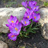 How to care for Crocuses? - The ultimate caring guide for Crocuses