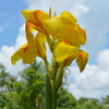 Canna Lily planting instructions