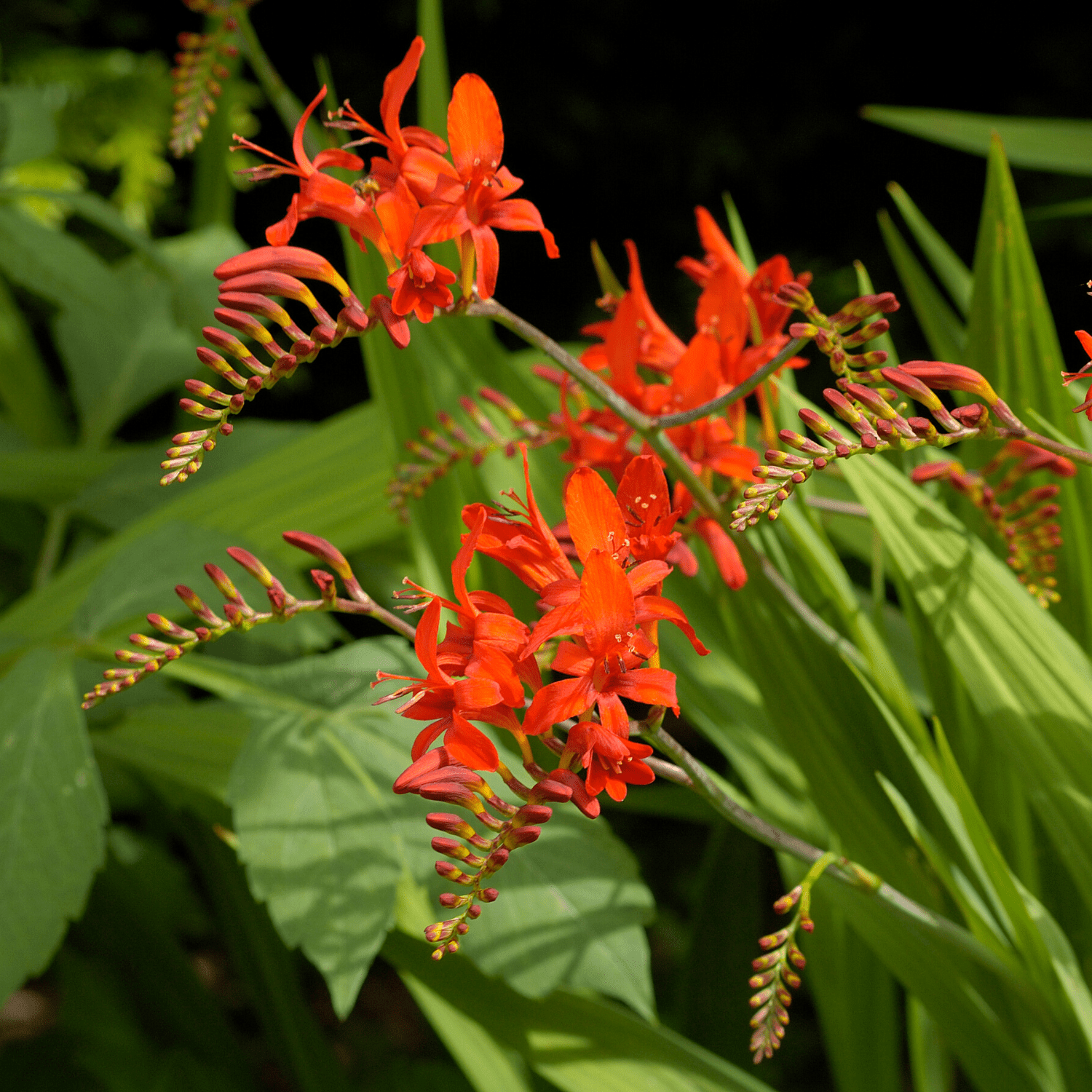 Crocosmia planting instructions - dutchflowerbulbs.com