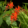 Crocosmia planting instructions - dutchflowerbulbs.com