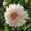 Dahlia planting instructions - dutchflowerbulbs.com