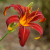 Daylilies planting instructions