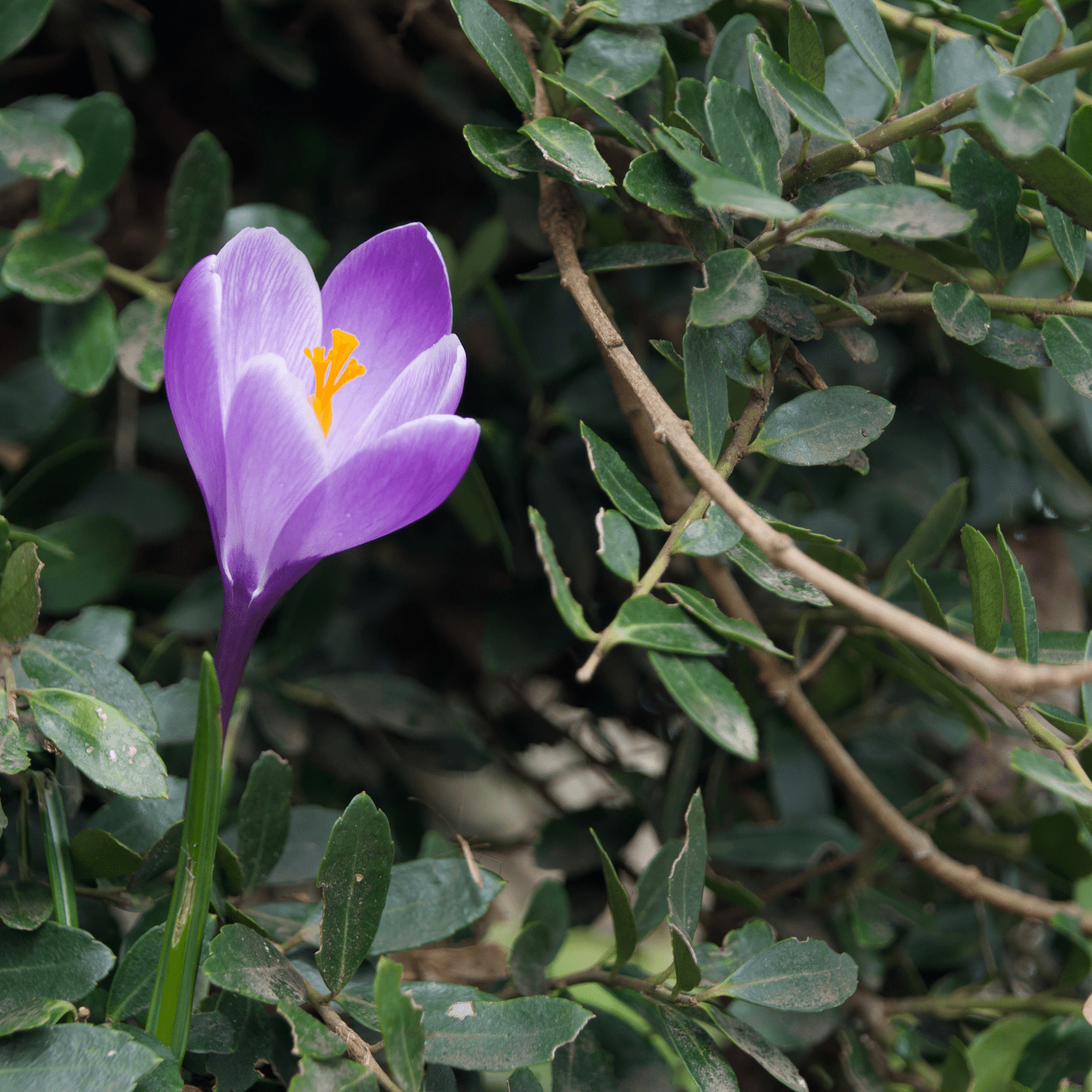 The ultimate guide to planting, growing, and caring for your Crocus! - dutchflowerbulbs.com