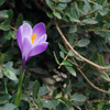 The ultimate guide to planting, growing, and caring for your Crocus!