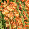 Gladiolus planting instructions - dutchflowerbulbs.com