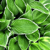 Hostas planting instructions - dutchflowerbulbs.com