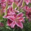 Lily planting instructions - dutchflowerbulbs.com