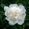 Peony planting instructions - dutchflowerbulbs.com