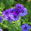 Phlox planting instructions - dutchflowerbulbs.com