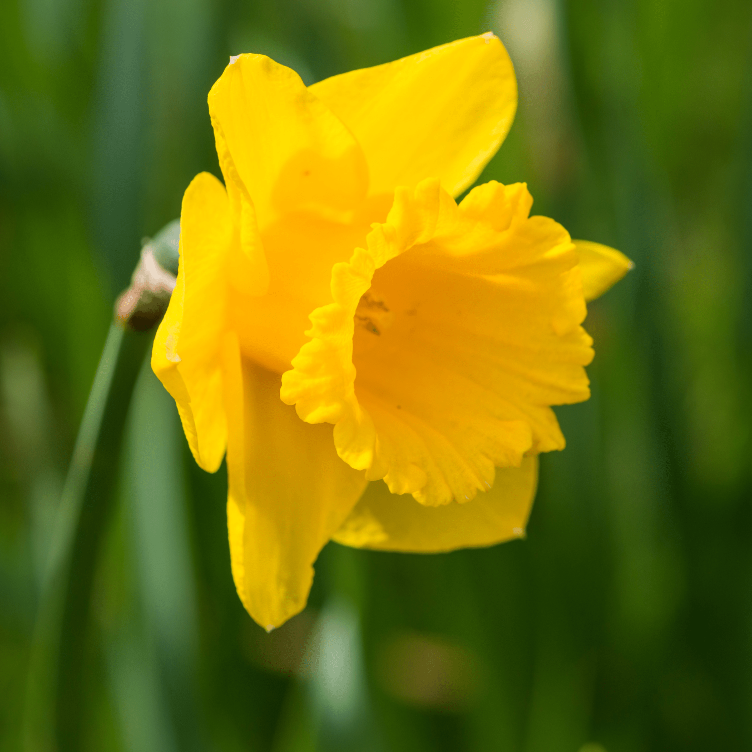 How to grow Daffodils? - The ultimate growing guide for Daffodils - dutchflowerbulbs.com