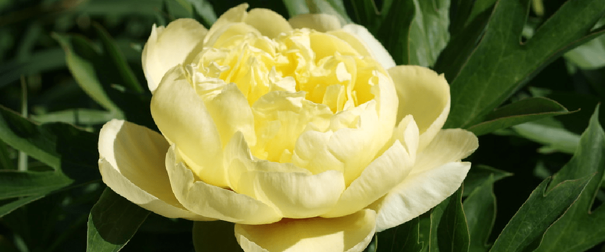 Paeonia 'Bartzella' - dutchflowerbulbs.com