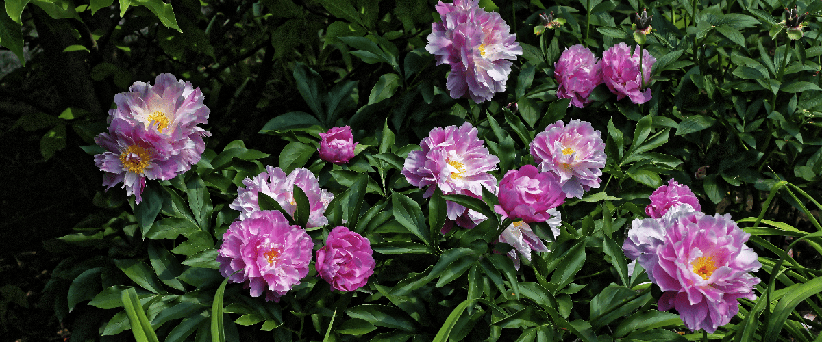 Paeonia Lactiflora or Garden Peonies - dutchflowerbulbs.com