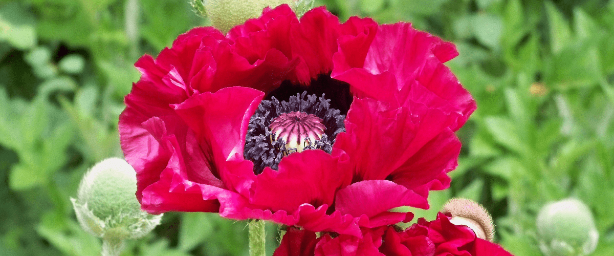 Papaver Orientale or Oriental Poppy - dutchflowerbulbs.com