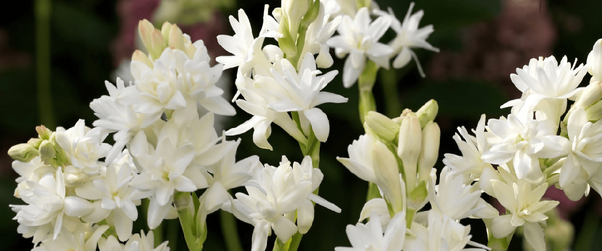 Polianthes Tuberosa or Tuberose - dutchflowerbulbs.com