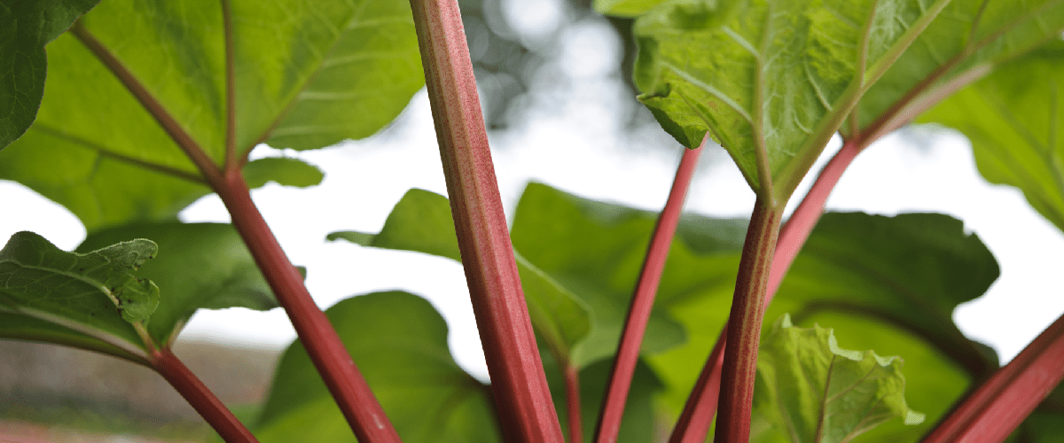 Rhubarb - dutchflowerbulbs.com