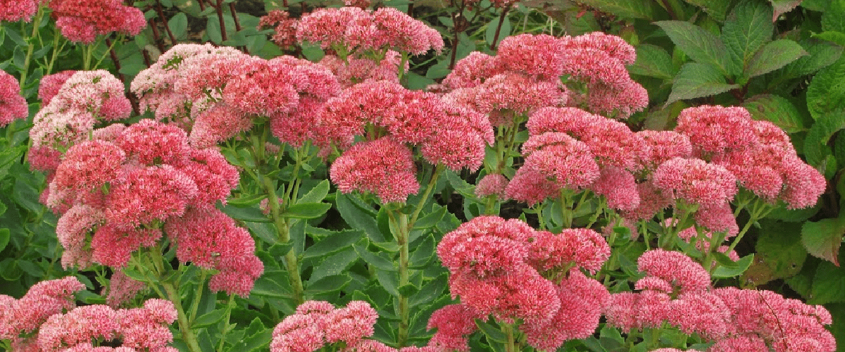 Sedum Autumn Joy or Stonecrop - dutchflowerbulbs.com