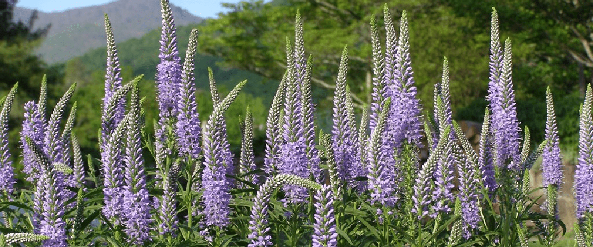 Veronica Longifolia or Long Leaf Speedwell - dutchflowerbulbs.com
