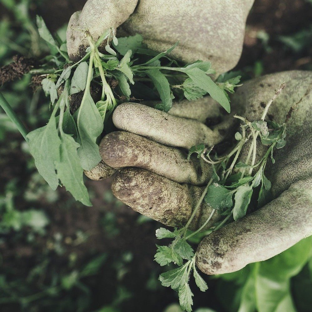 How to control weeds in your garden? - dutchflowerbulbs.com