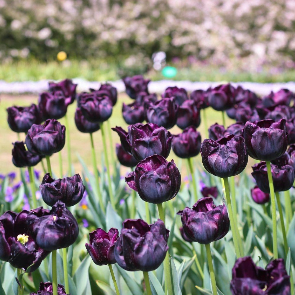 What to do with Tulips after blooming time? - dutchflowerbulbs.com