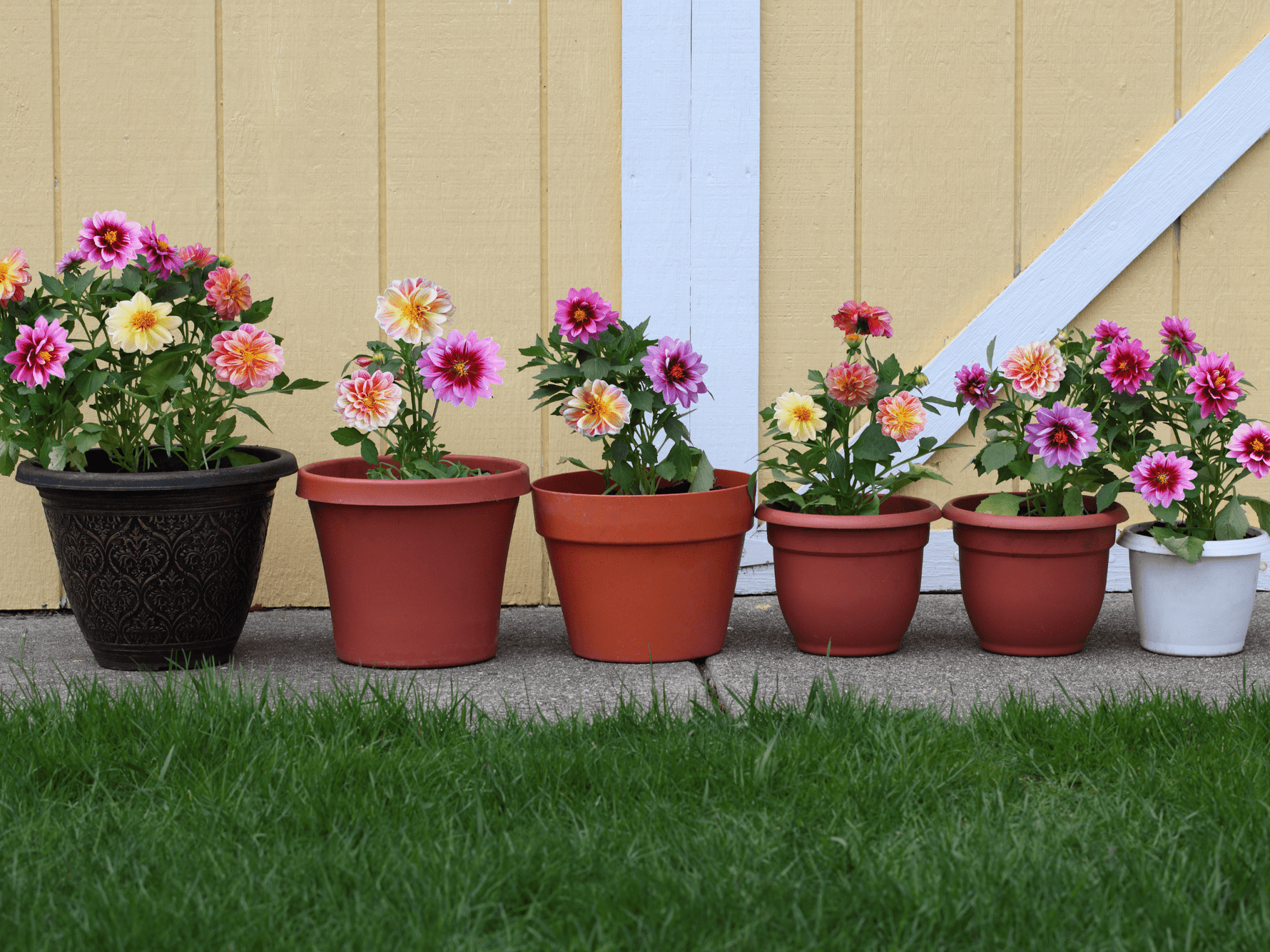 May gardening checklist: What to do in your garden this month - dutchflowerbulbs.com