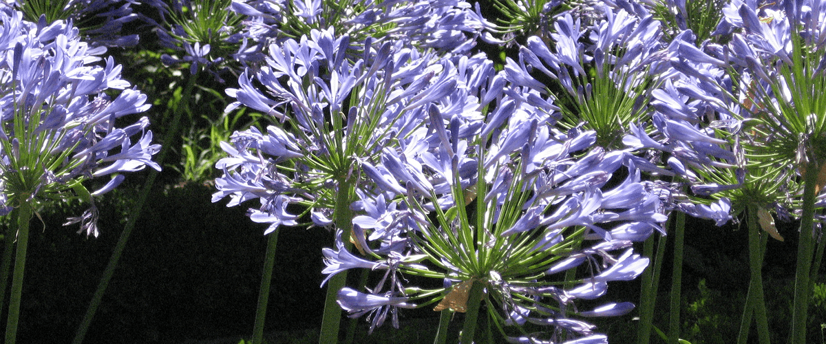 Agapanthus or Lily-Of-The-Nile - dutchflowerbulbs.com