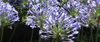 Agapanthus or Lily-Of-The-Nile