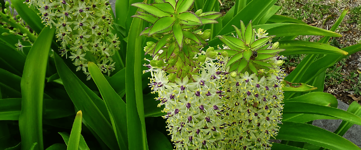 Eucomis Or Pineapple Lily - dutchflowerbulbs.com