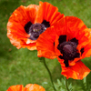 Oriental Poppy planting instructions - dutchflowerbulbs.com